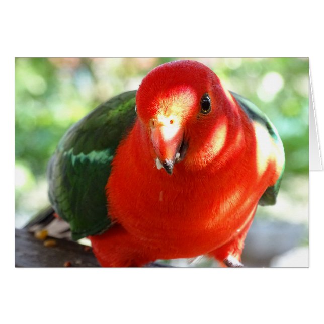 Australischer König Parrot (Vorderseite (Horizontal))