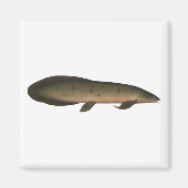 Australischer Lungfisch Magnet (Vorne)