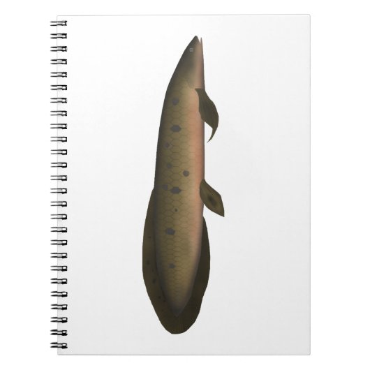 Australischer Lungfisch Notizblock (Vorderseite)