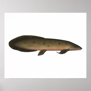 Australischer Lungfisch Poster