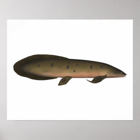 Australischer Lungfisch Poster (Vorne)