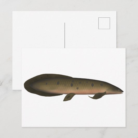 Australischer Lungfisch Postkarte (Vorne/Hinten)