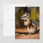 Australischer Numbat, Postkarte (Vorne/Hinten)