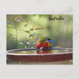 Australischer Ost-Rosella Postkarte