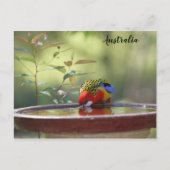 Australischer Ost-Rosella Postkarte (Vorderseite)