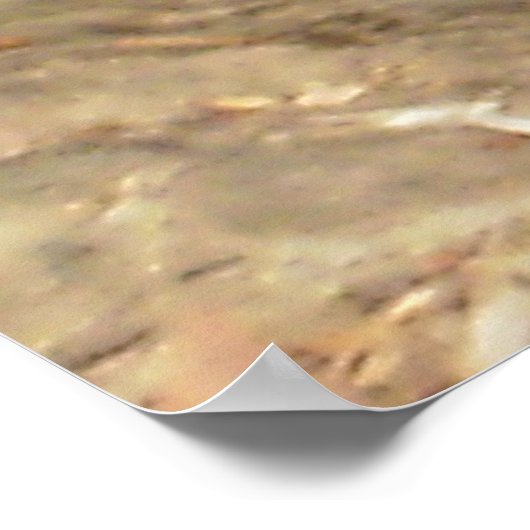 Australischer Ostwasserdrache Poster (Ecke)