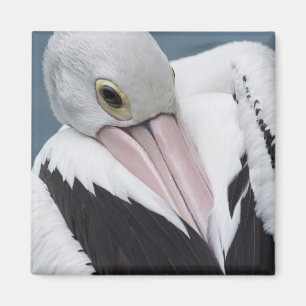 Australischer Pelikan Nahaufnahme Magnet