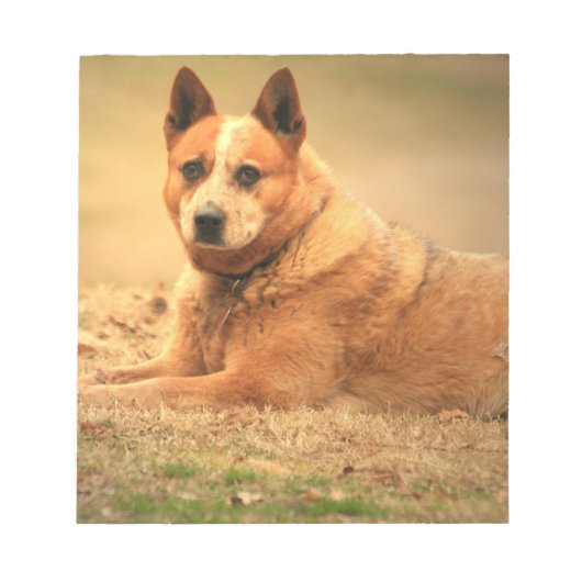 Australischer Red Cattle Dog Notepad Notizblock (Vorderseite)