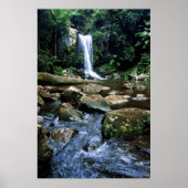 Australischer Regenwald Poster (Vorne)