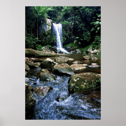 Australischer Regenwald Poster (Vorne)