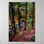 Australischer Regenwald Poster (Vorne)