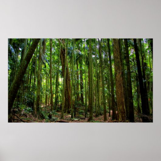 Australischer Regenwald Poster (Vorne)