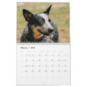 Australischer Rinder-Hunde-Kalender 2026 Kalender (Feb 2026)