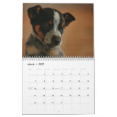 Australischer Rinder-Hunde-Kalender 2026 Kalender (Mär 2027)