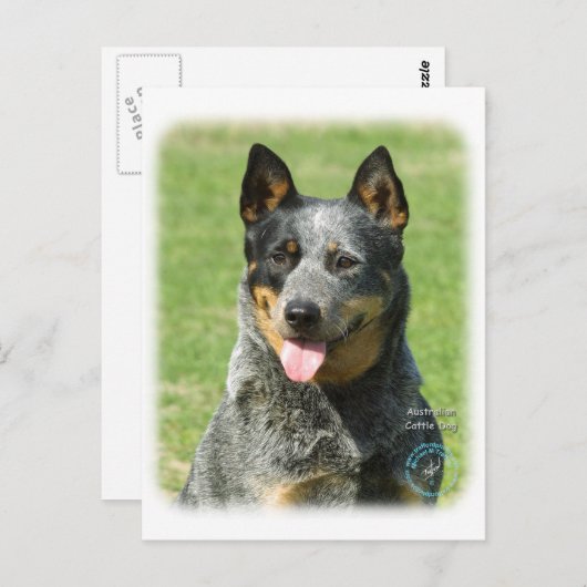 Australischer Rinderhund 9F059D-14 Postkarte (Vorne/Hinten)