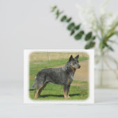 Australischer Rinderhund 9F060D-06 Postkarte (Stehend Vorderseite)