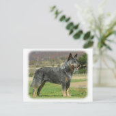 Australischer Rinderhund 9F060D-18 Postkarte (Stehend Vorderseite)
