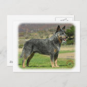Australischer Rinderhund 9F060D-18 Postkarte (Vorne/Hinten)
