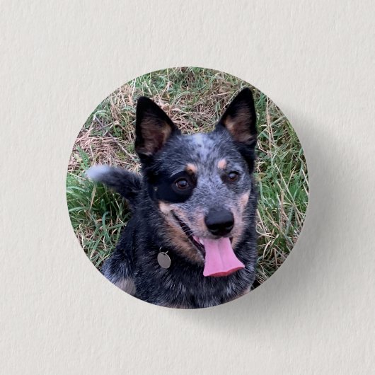 Australischer Rinderhund Button (Vorderseite)