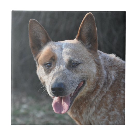 Australischer Rinderhund Fliese (Vorderseite)