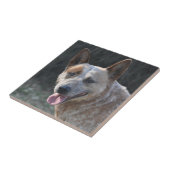 Australischer Rinderhund Fliese (Seite)