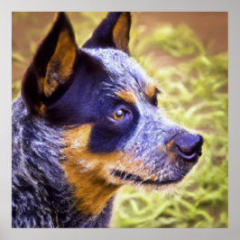 Australischer Rinderhund - Hundeportrait Poster