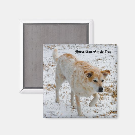 Australischer Rinderhund Magnet (Vorderseite/Rückseite)