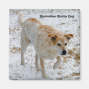 Australischer Rinderhund Magnet
