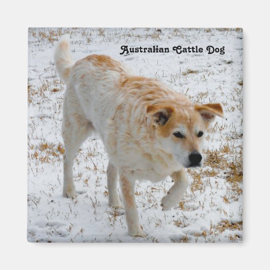 Australischer Rinderhund Magnet (Vorne)