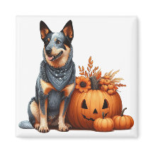 Australischer Rinderhund neben einem Jack-O-Lanter