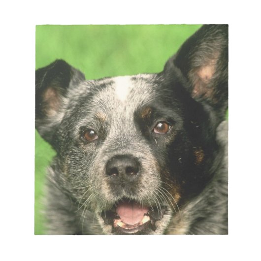 Australischer Rinderhund Notepad Notizblock (Vorderseite)