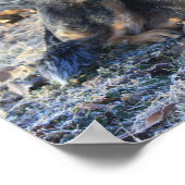 Australischer Rinderhund oder Blue Heeler Foto Pos Poster (Ecke)