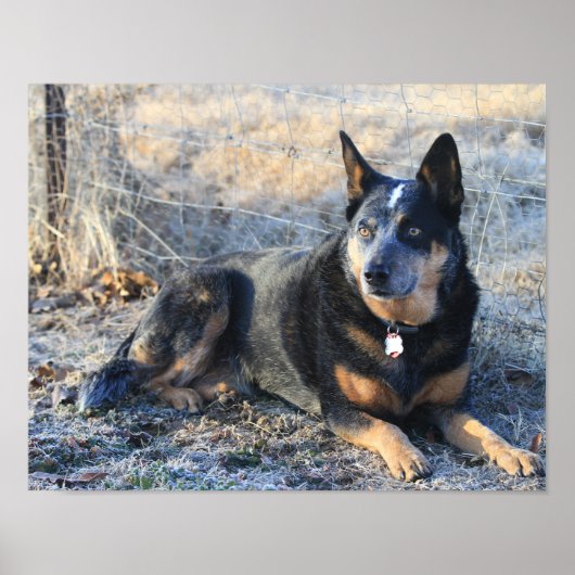 Australischer Rinderhund oder Blue Heeler Foto Pos Poster (Vorne)