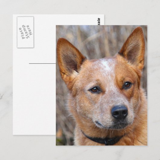 Australischer Rinderhund Postkarte (Vorne/Hinten)