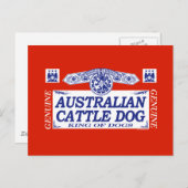 Australischer Rinderhund Postkarte (Vorne/Hinten)
