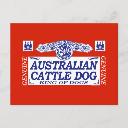 Australischer Rinderhund Postkarte (Vorderseite)