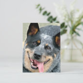 Australischer Rinderhund Postkarte (Stehend Vorderseite)