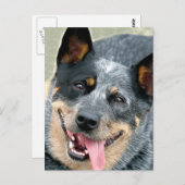 Australischer Rinderhund Postkarte (Vorne/Hinten)