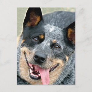 Australischer Rinderhund Postkarte