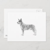 Australischer Rinderhund Postkarte (Vorne/Hinten)