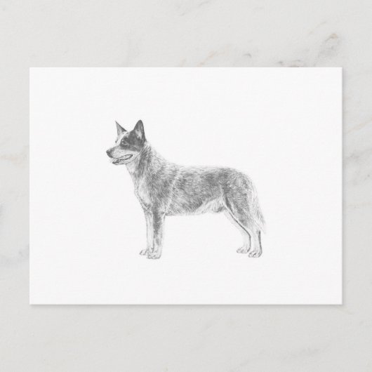 Australischer Rinderhund Postkarte (Vorderseite)