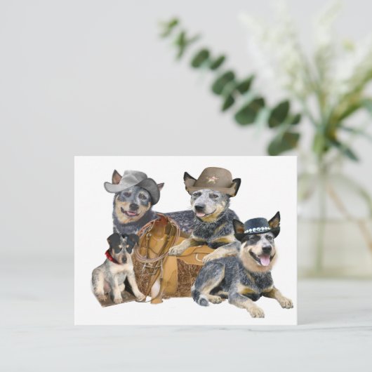 Australischer Rinderhund Postkarte (Stehend Vorderseite)
