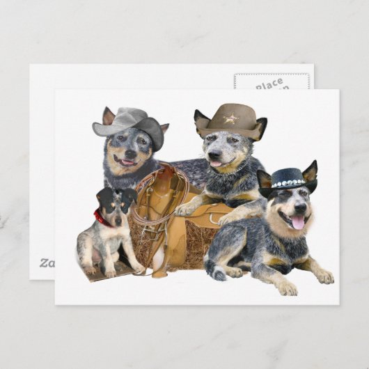 Australischer Rinderhund Postkarte (Vorne/Hinten)