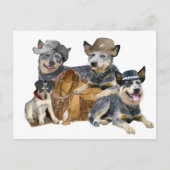 Australischer Rinderhund Postkarte (Vorderseite)