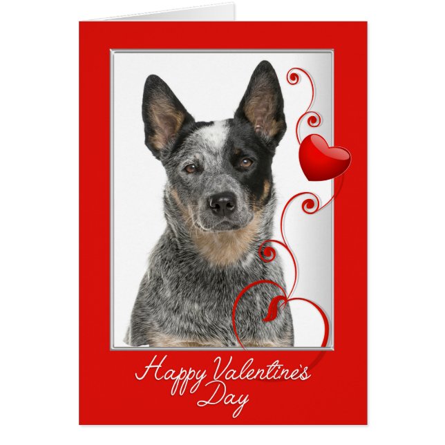 Australischer Rinderhund Valentine (Vorne)