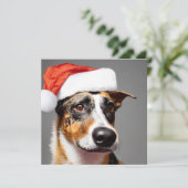 Australischer Rinderhund Weihnachten (Stehend Vorderseite)