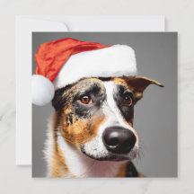 Australischer Rinderhund Weihnachten