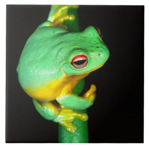 Australischer Roter Laubfrosch, Litoria chloris, Fliese