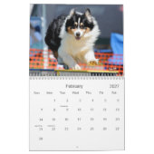 Australischer Schäfer-Agility-Kalender Kalender (Feb 2027)