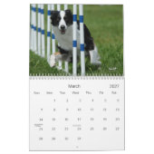 Australischer Schäfer-Agility-Kalender Kalender (Mär 2027)